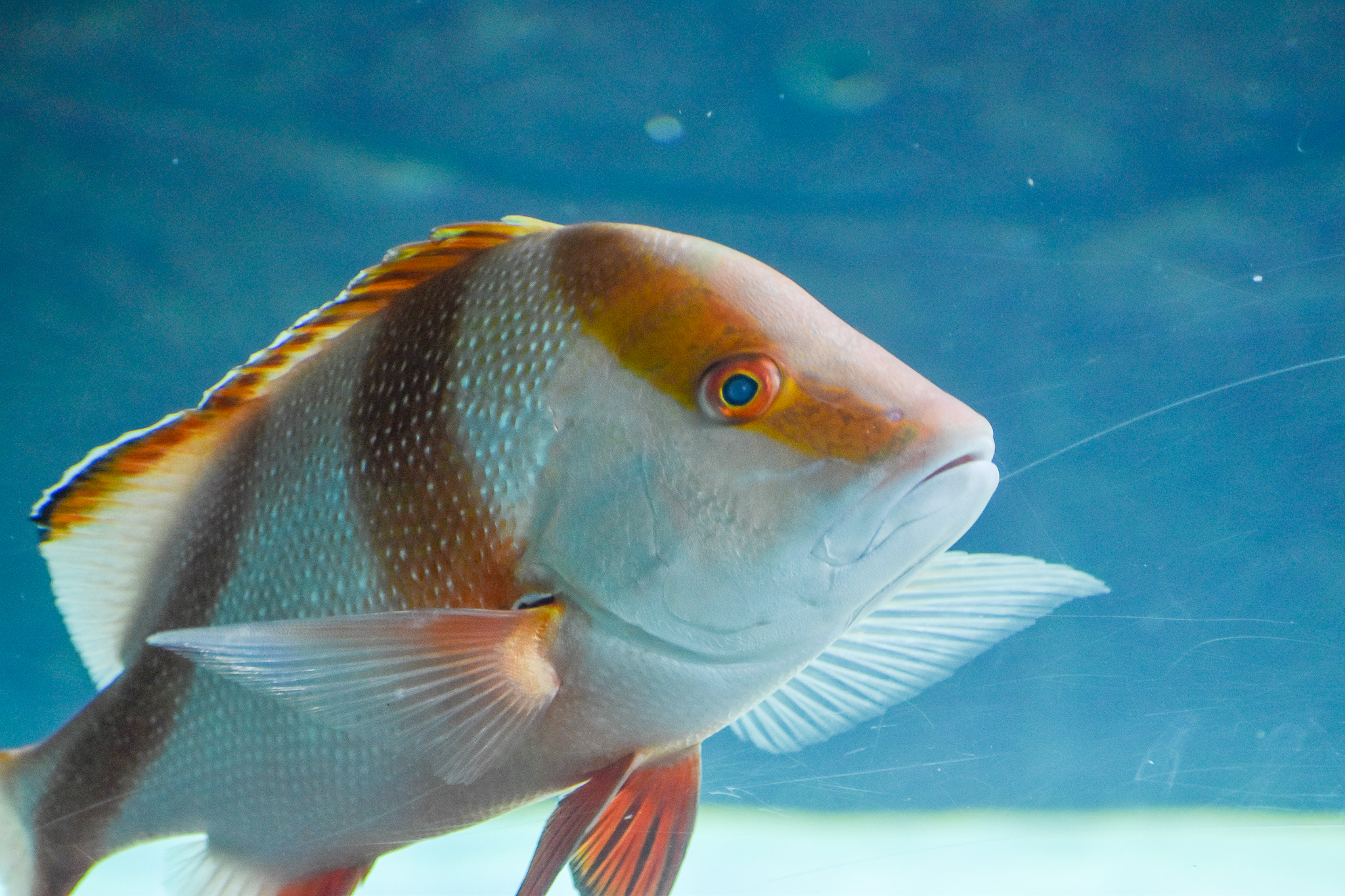 Red Emperor (Lutjanus sebae)