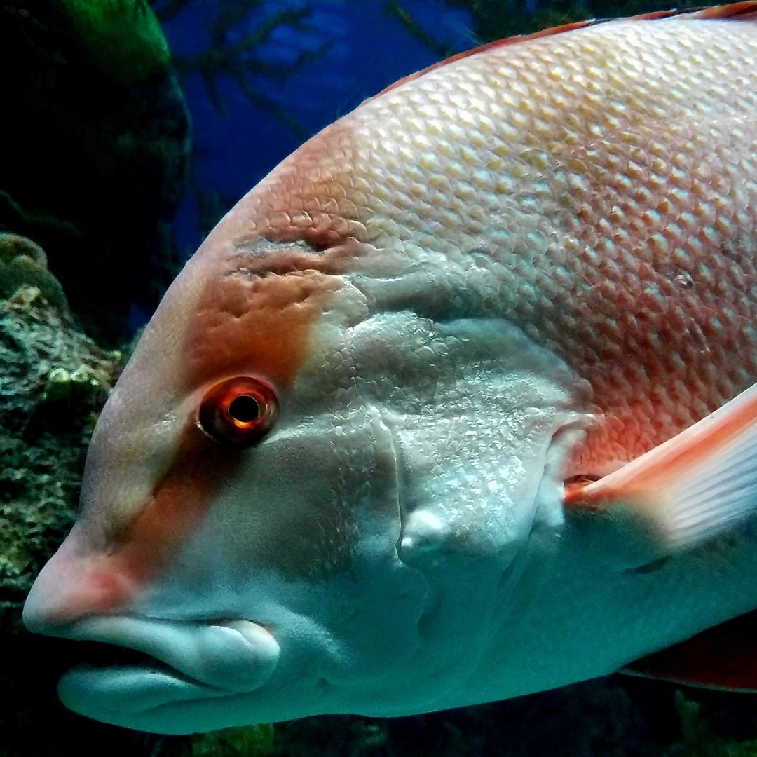 Red Emperor Snapper (Lutjanus sebae)
