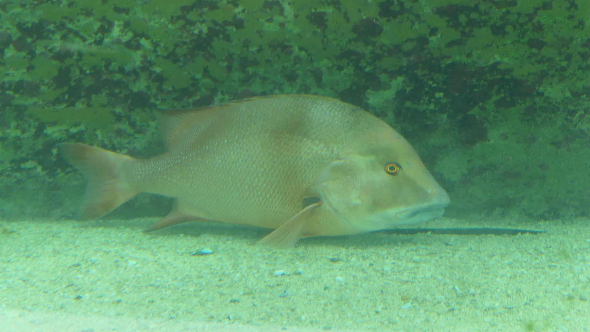 Red Emperor Snapper