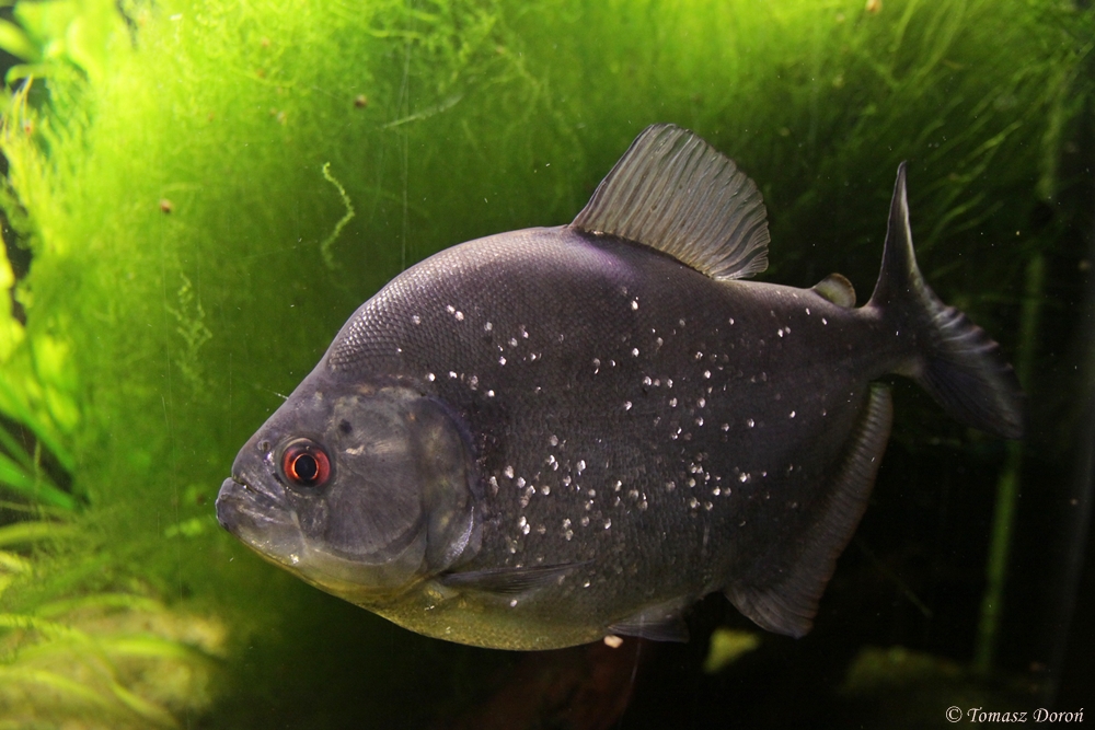 Red-eye Piranha (Serrasalmus rhombeus)