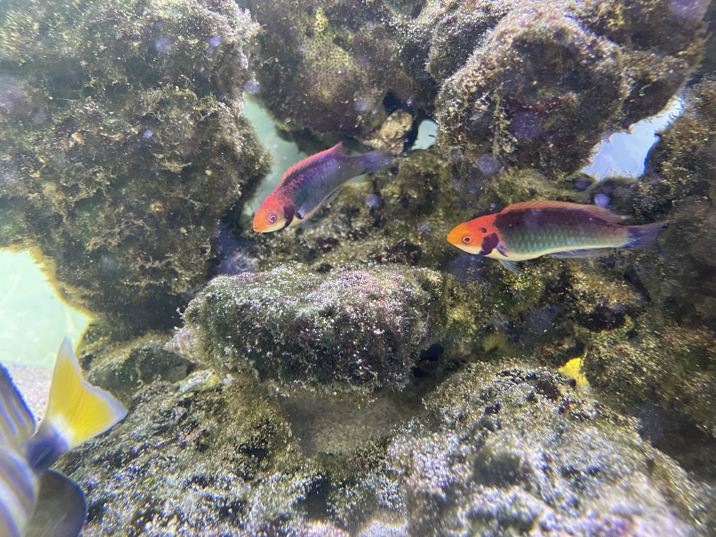 red-eye wrasse (cirrhilabrus solorensis)