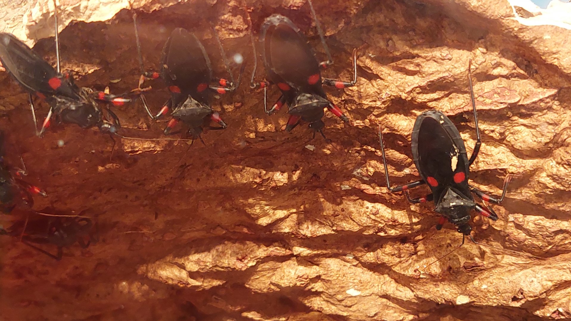 Red-eyed assassin bug (Platymeris laevicollis)