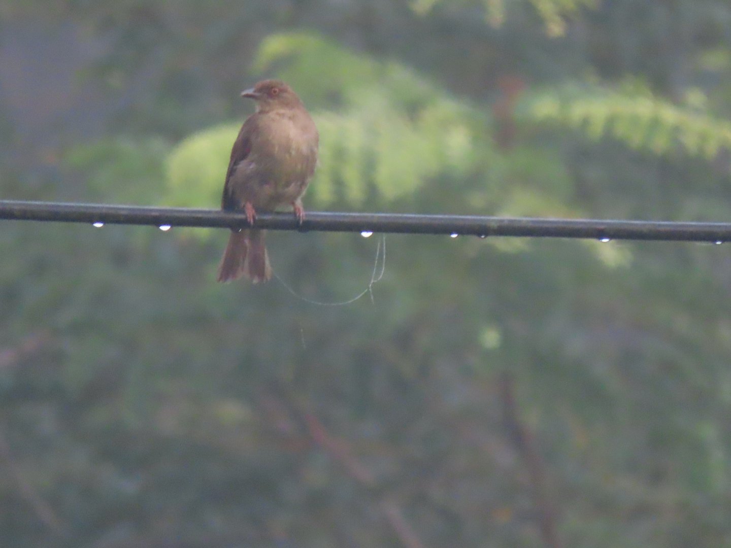 Red-eyed bulbul (Pycnonotus brunneus)