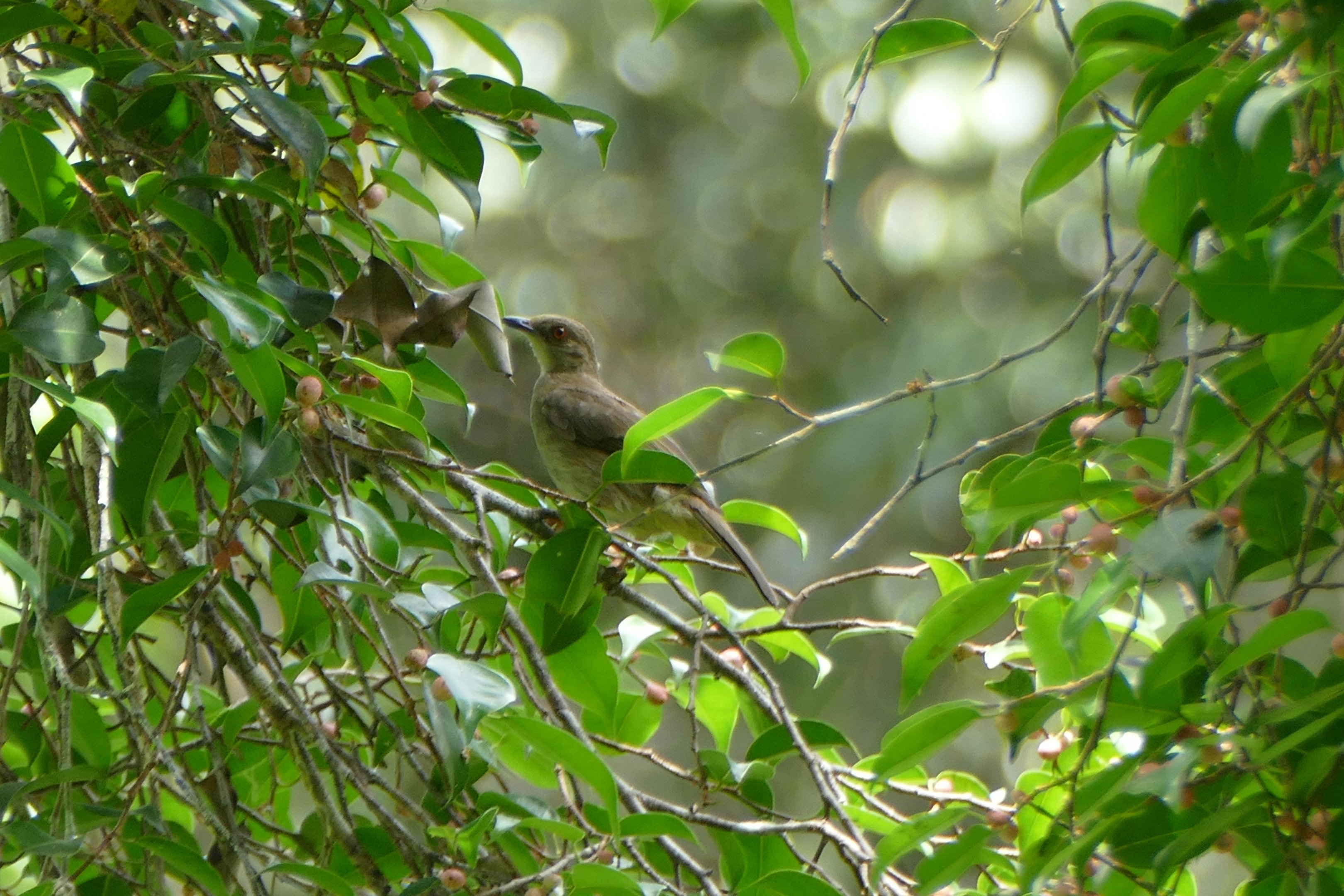 Red-eyed Bulbul - Taman Negara