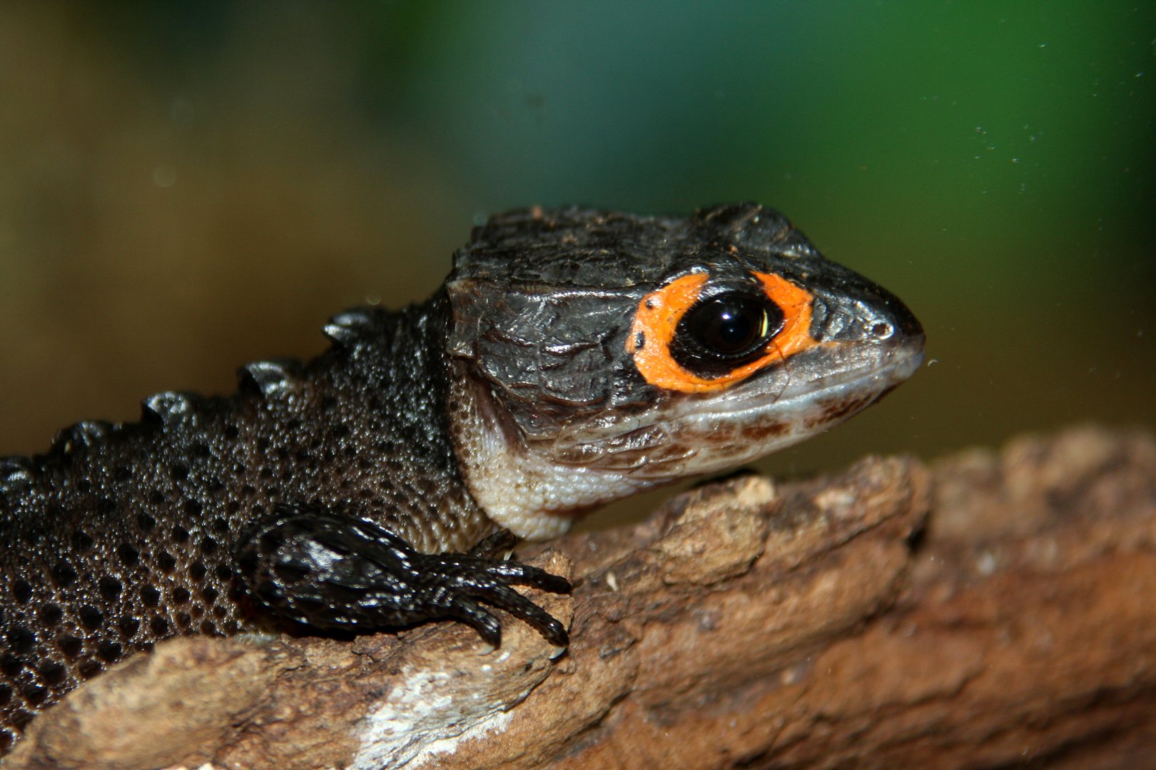 red-eyed bush crocodile skink (Tribolonotus gracilis) 2013