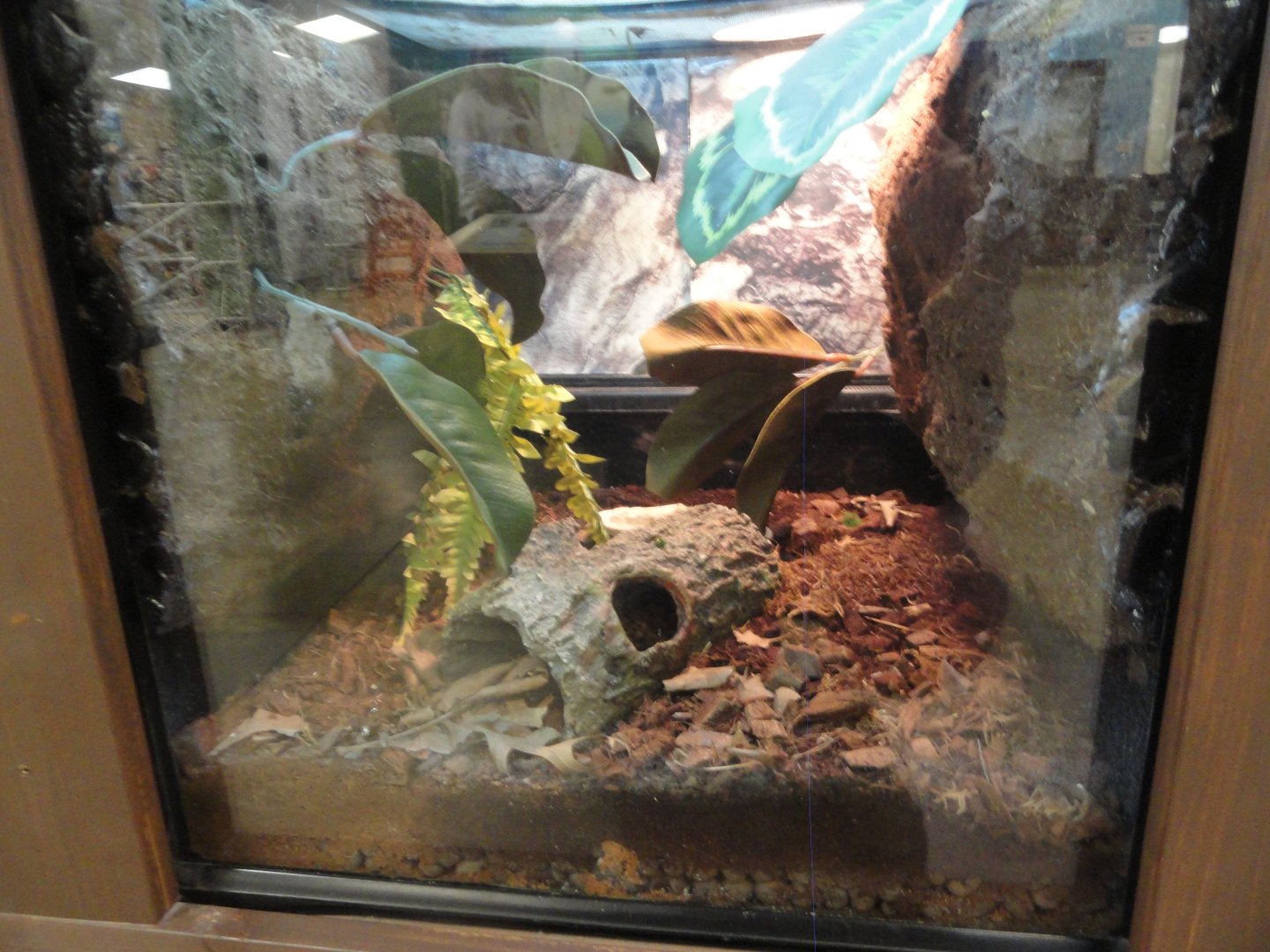 Red Eyed Crocodile Skink Exhibit