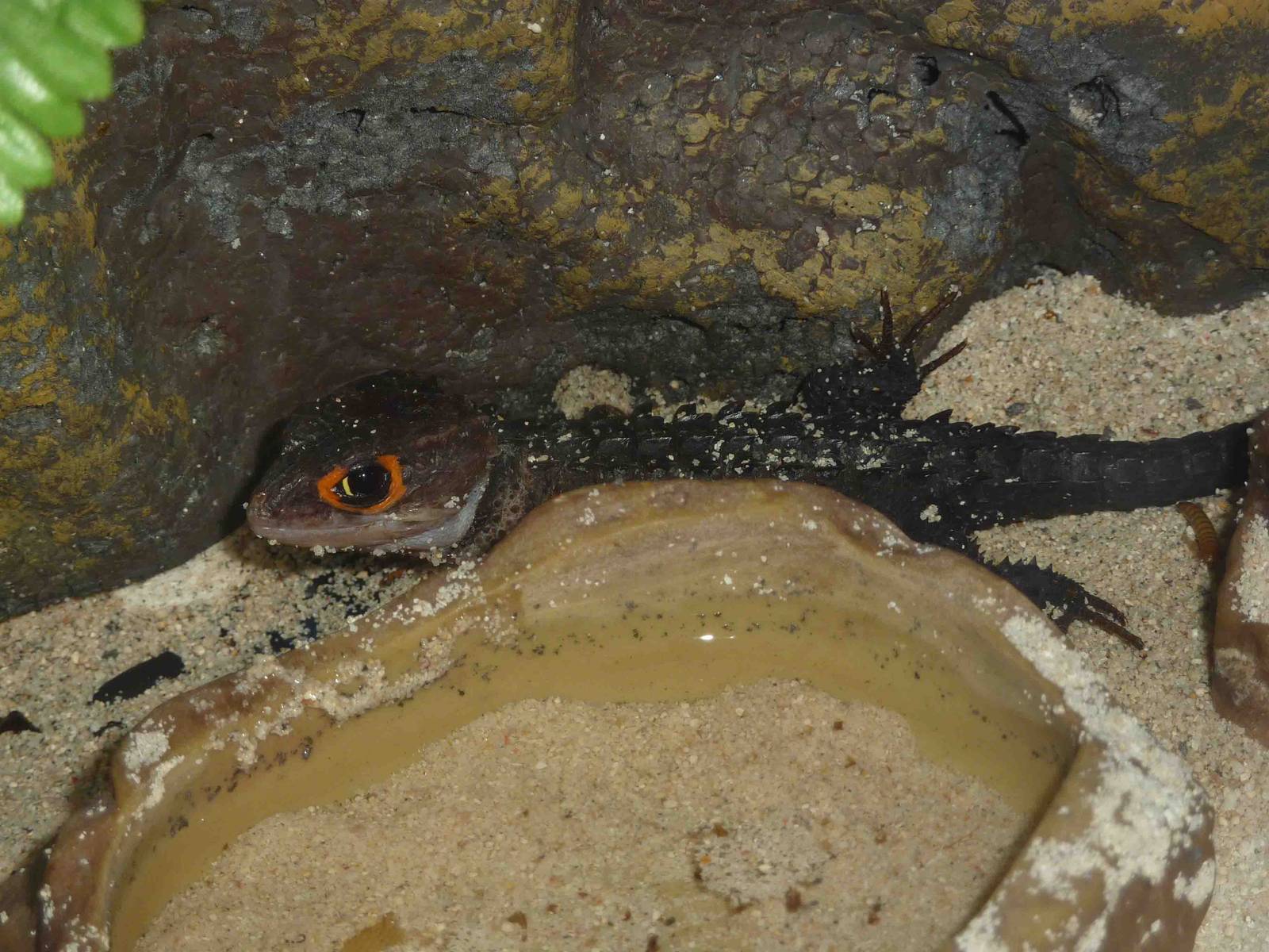 Red-eyed crocodile skink, May 2013.