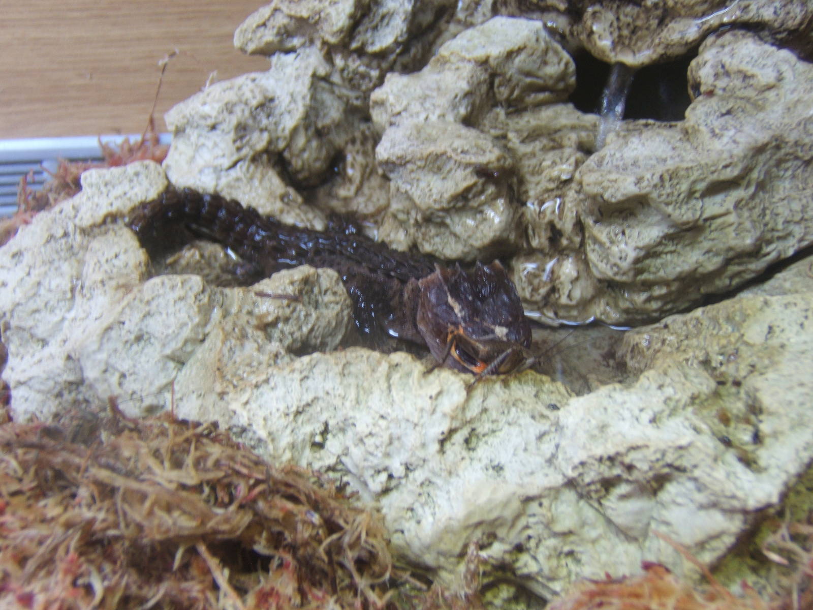 Red-eyed Crocodile Skink (Tribolonotus gracilis)