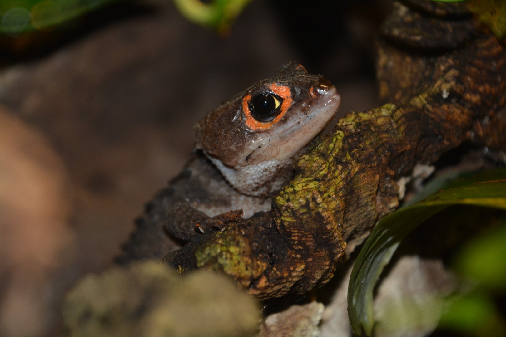 Red-eyed crocodile skink (Tribolonotus gracilis)