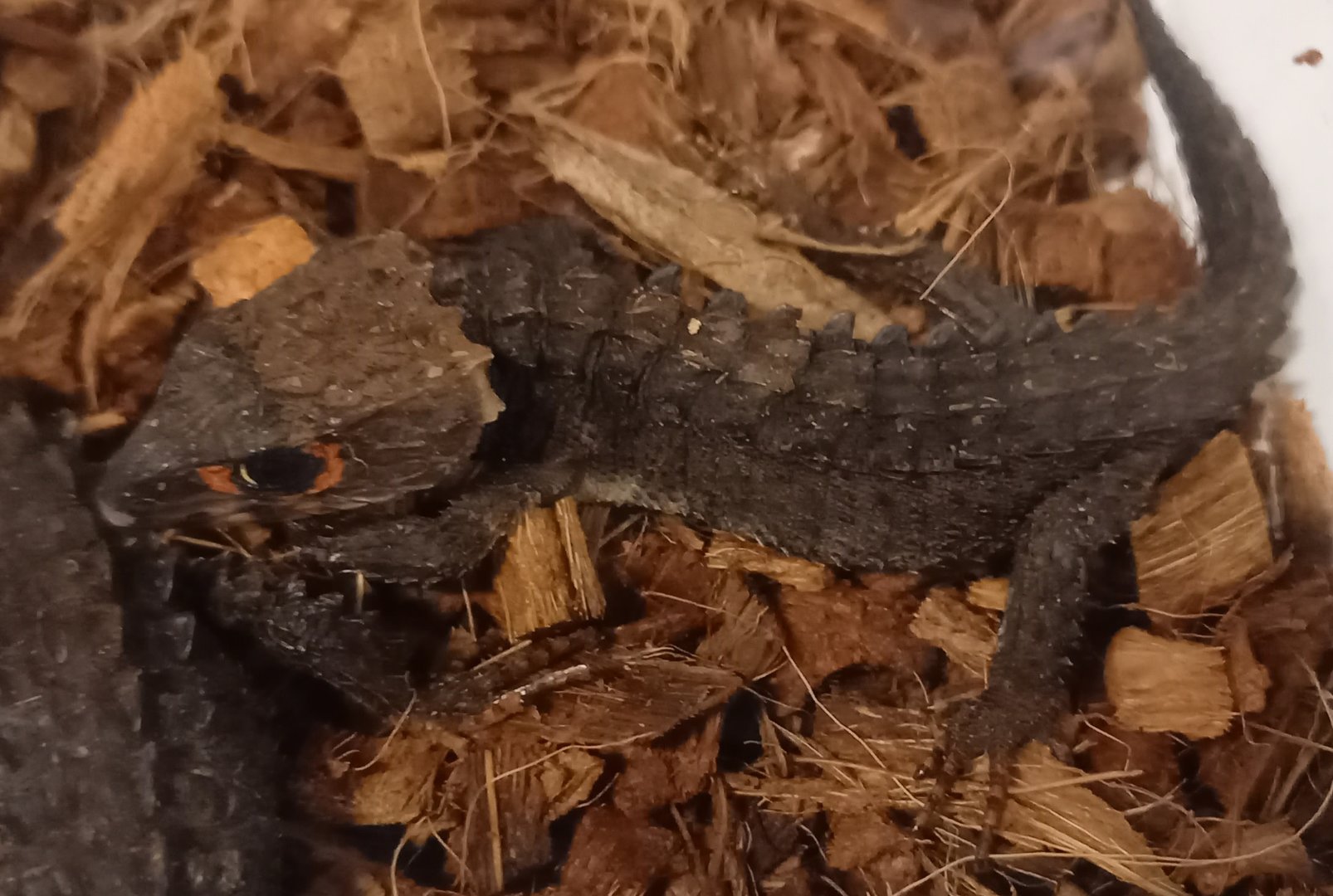 Red-eyed crocodile skink - Tribolonotus gracilis