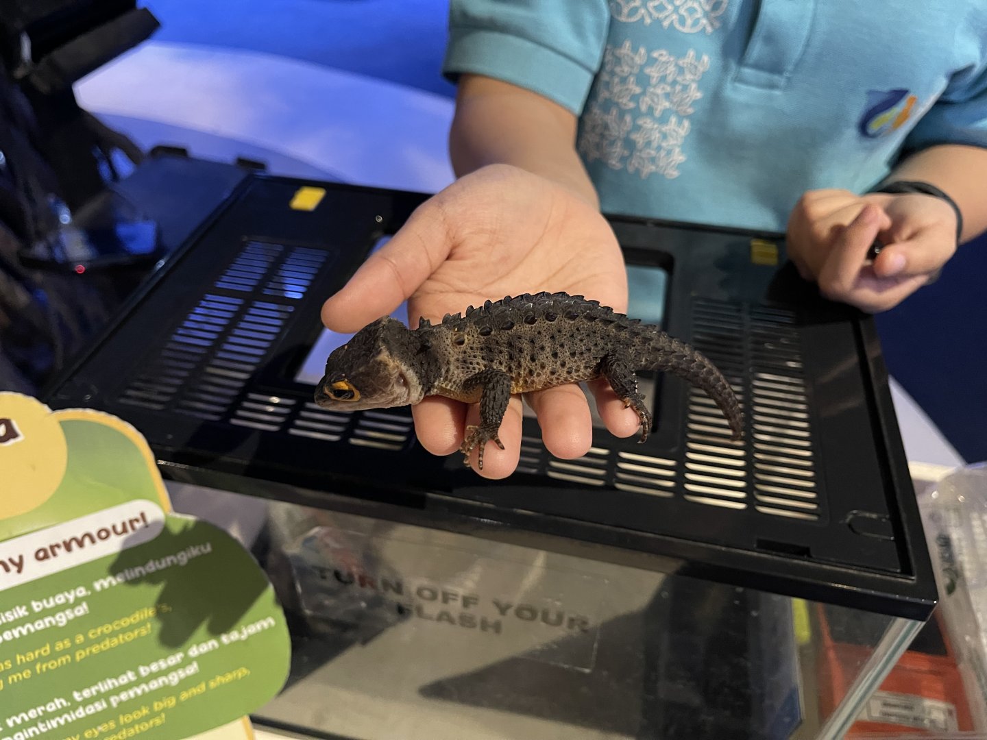 red-eyed crocodile skink (tribolonotus gracilis)