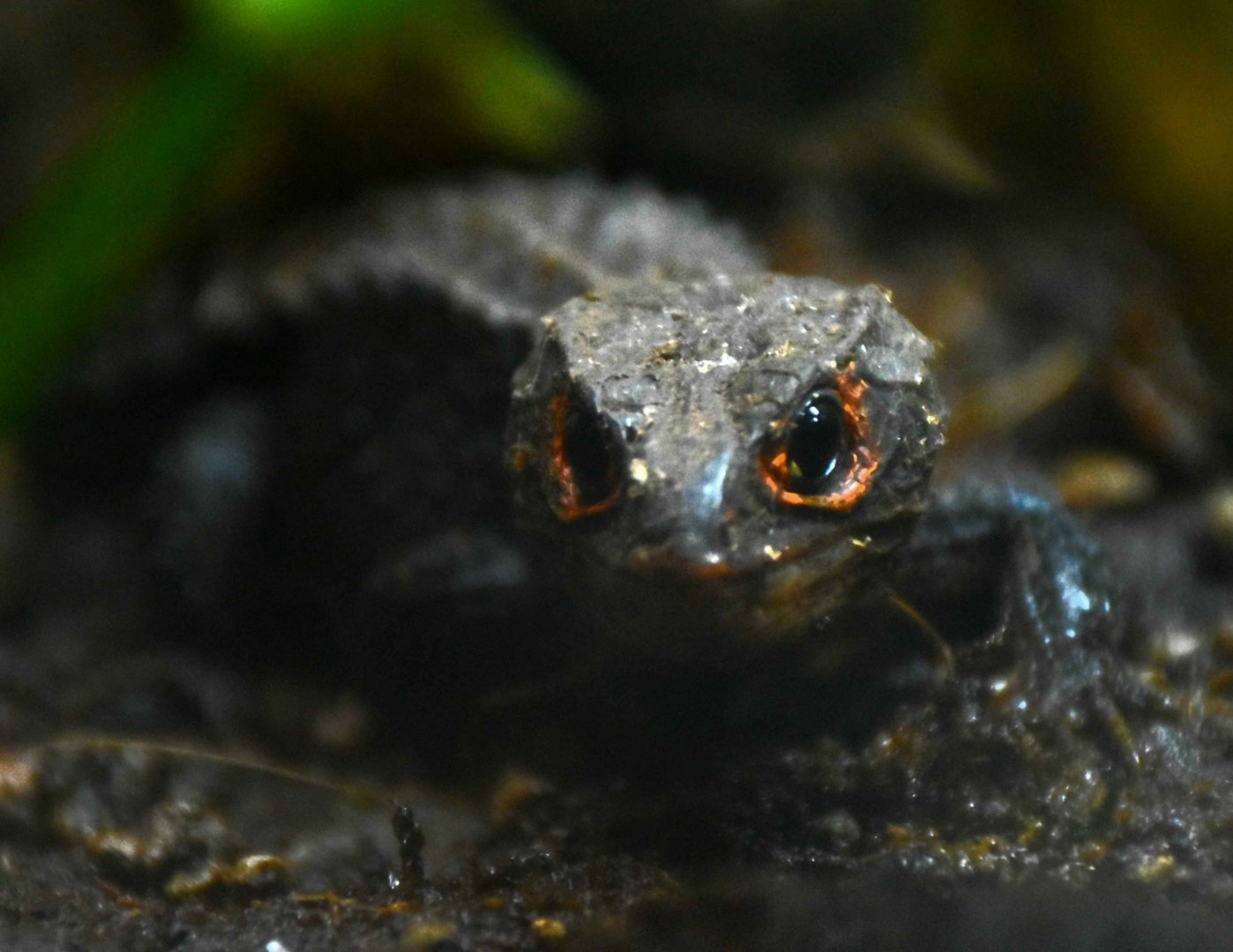 Red-eyed Crocodile Skink (Tribolonotus gracilis)