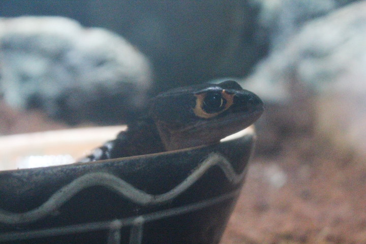 Red-eyed crocodile skink (Tribolonotus gracilis)