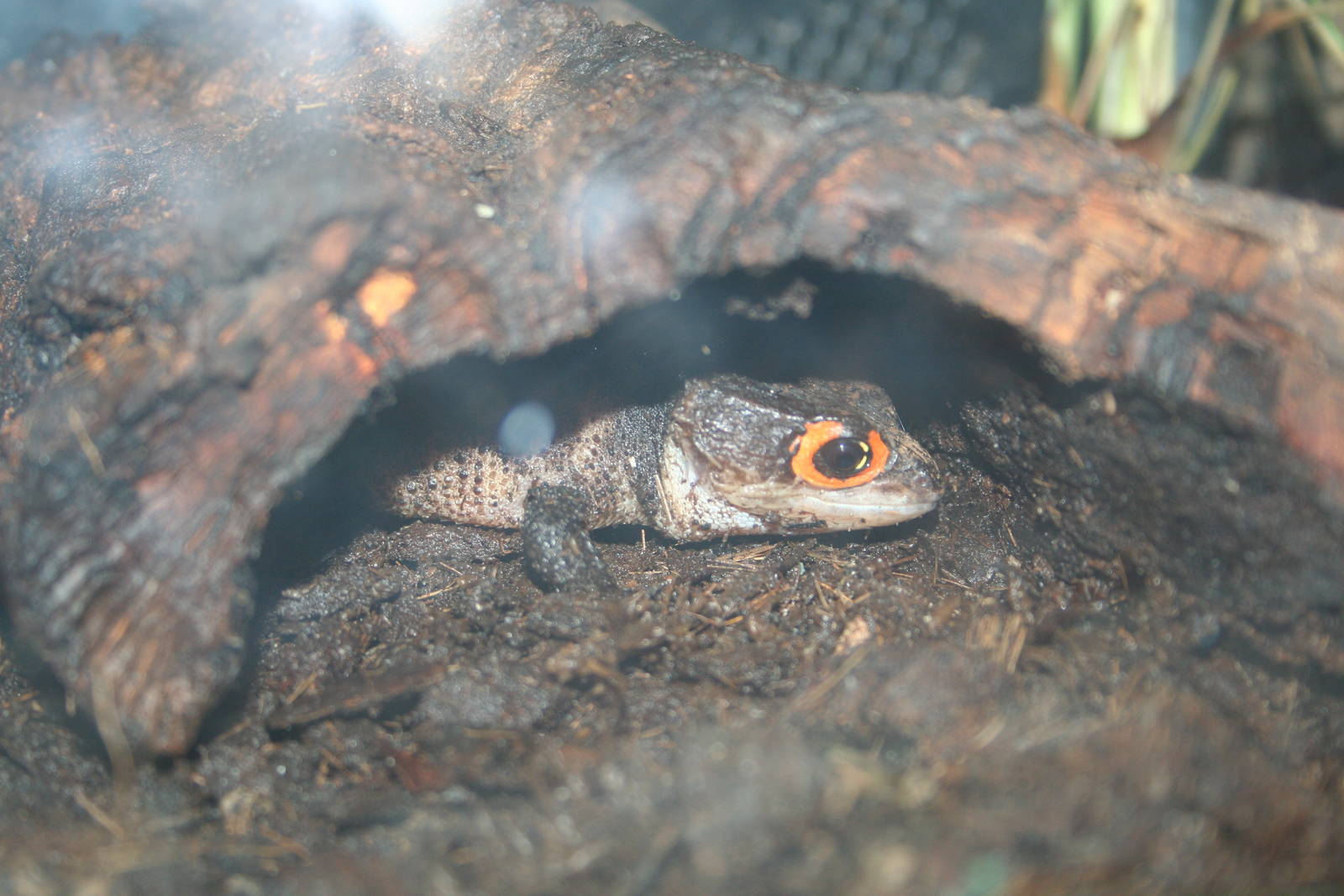 Red-eyed crocodile skink