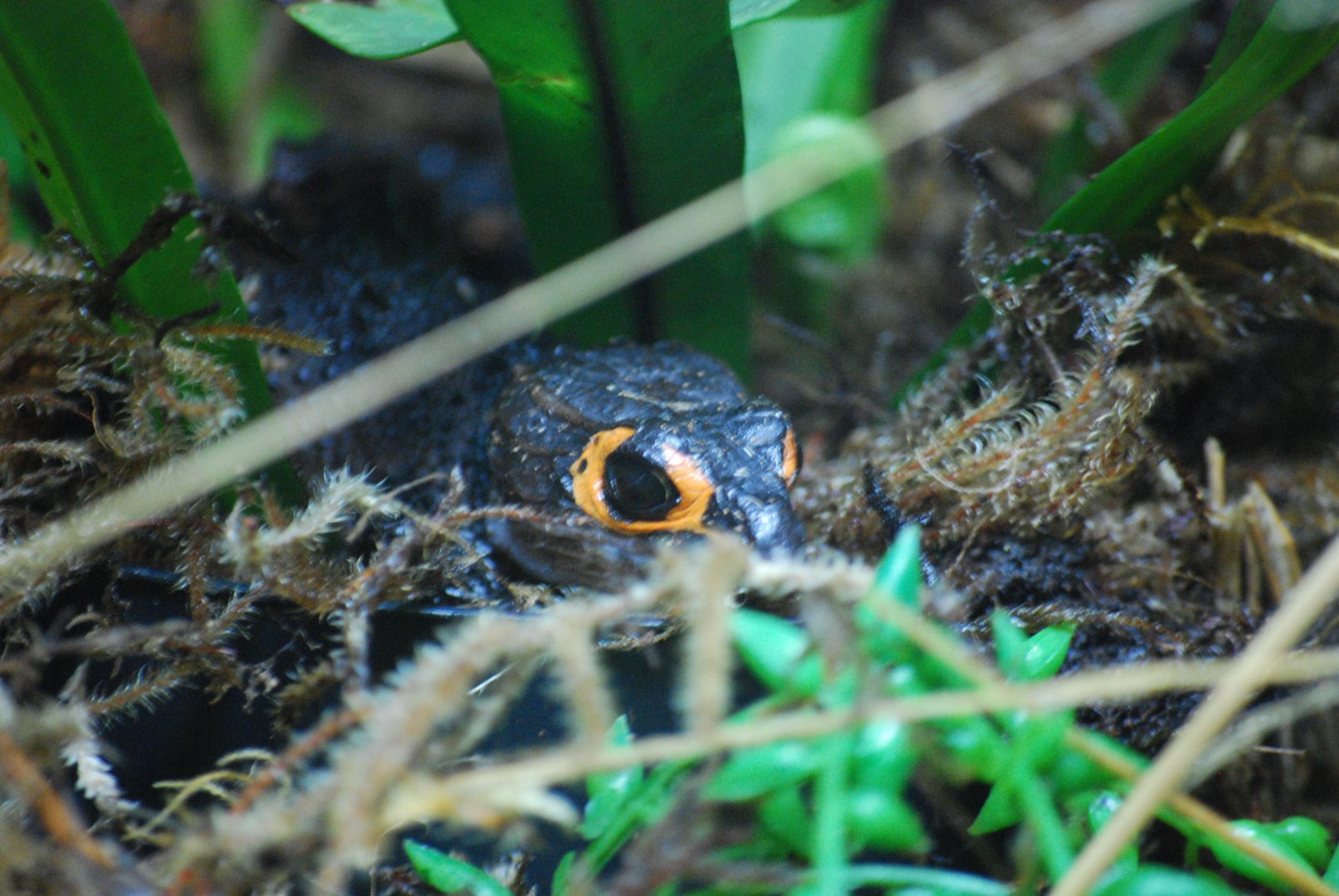 Red-Eyed Crocodile Skink