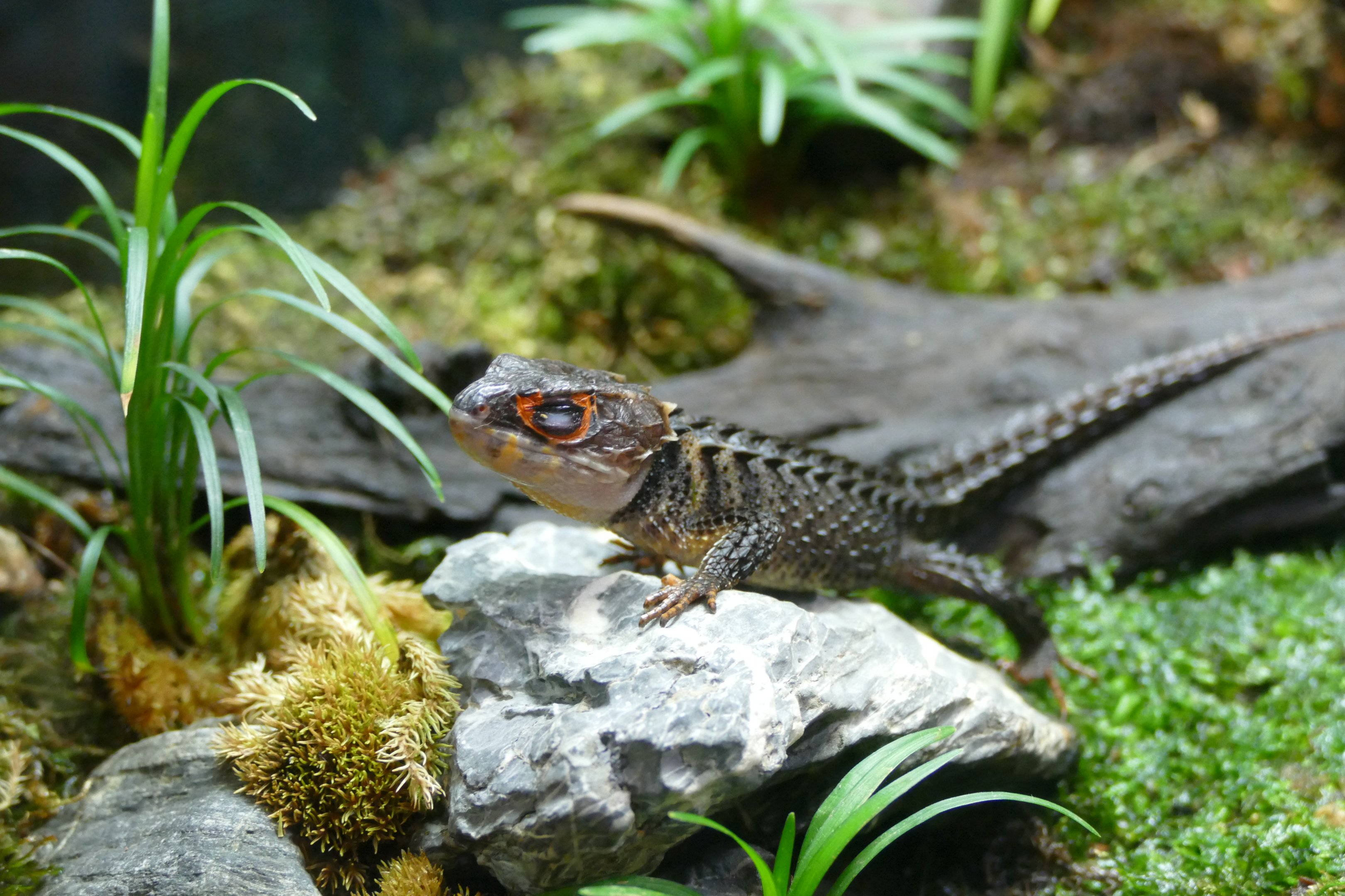 Red-eyed crocodile skink