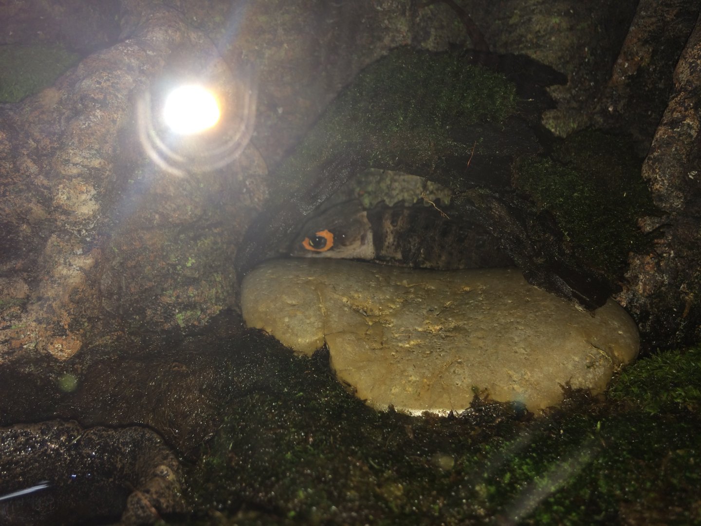 Red Eyed Crocodile Skink
