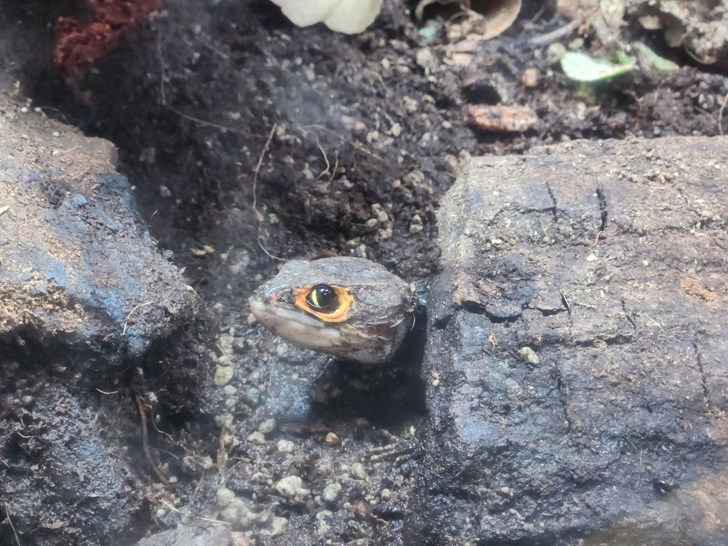 Red-eyed Crocodile Skink