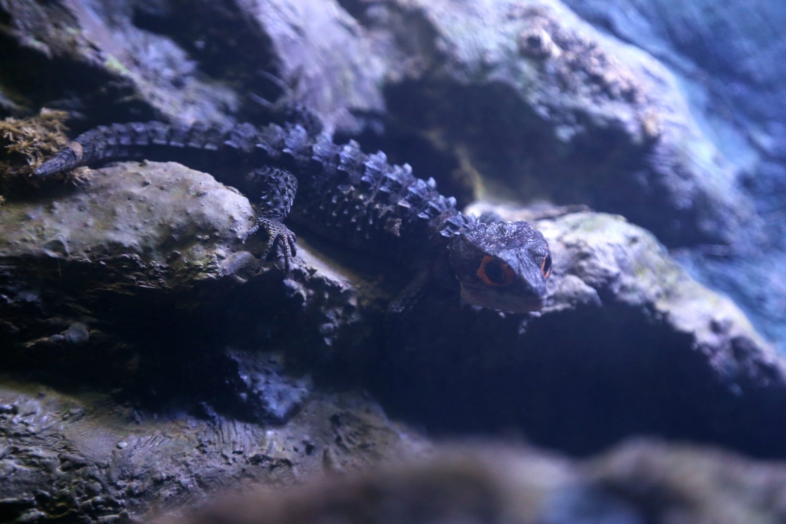 Red-eyed Crocodile Skink