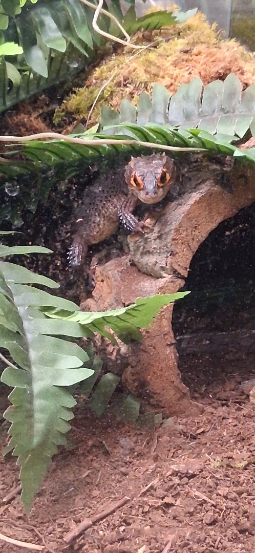 Red eyed crocodile skink