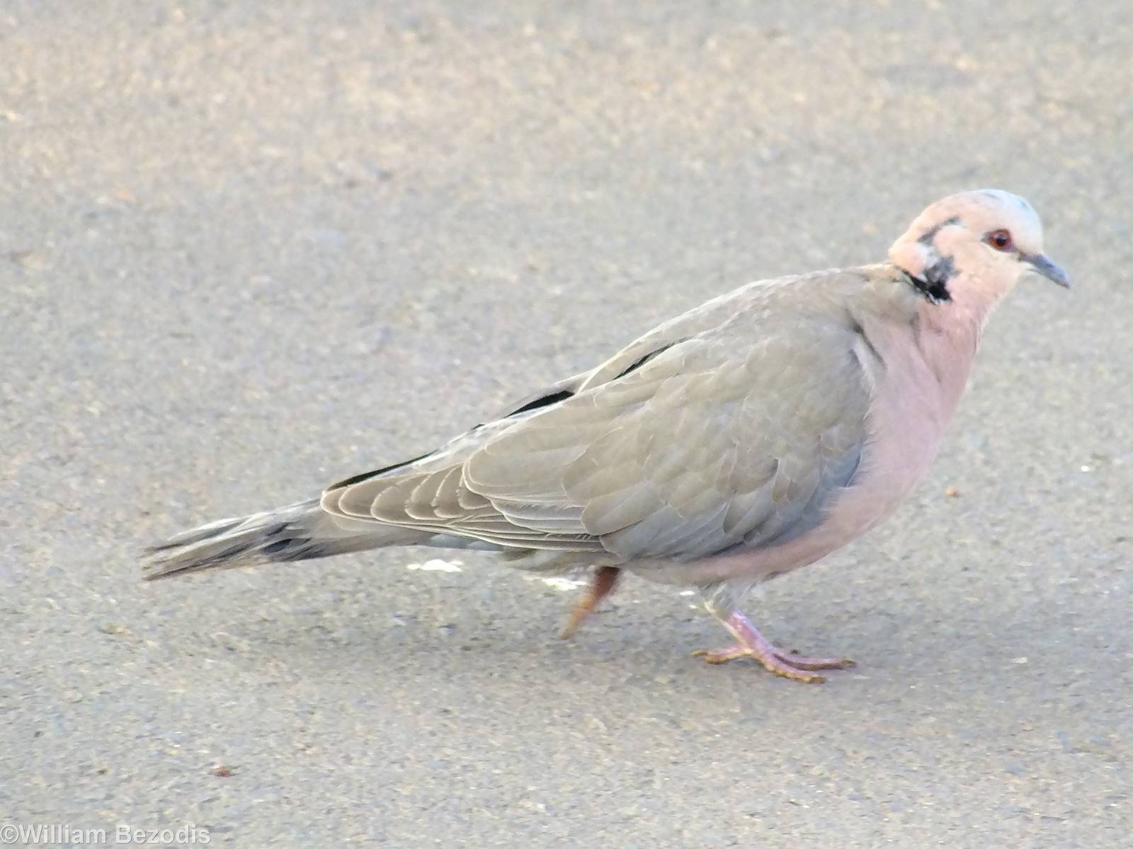 Red-eyed Dove - 2013