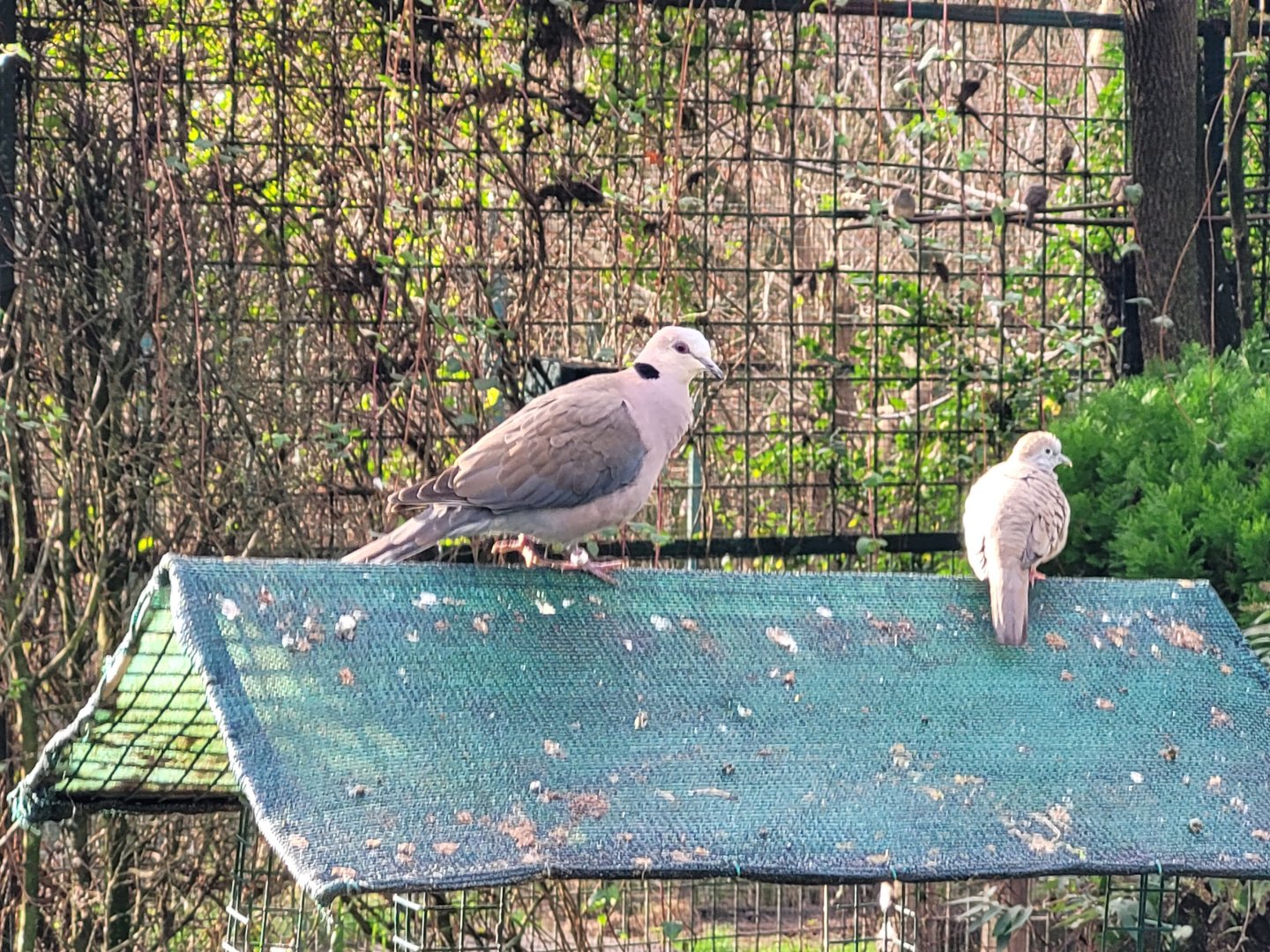 Red-eyed dove and Zebra dove -Zoo de Santillana del Mar (2023)