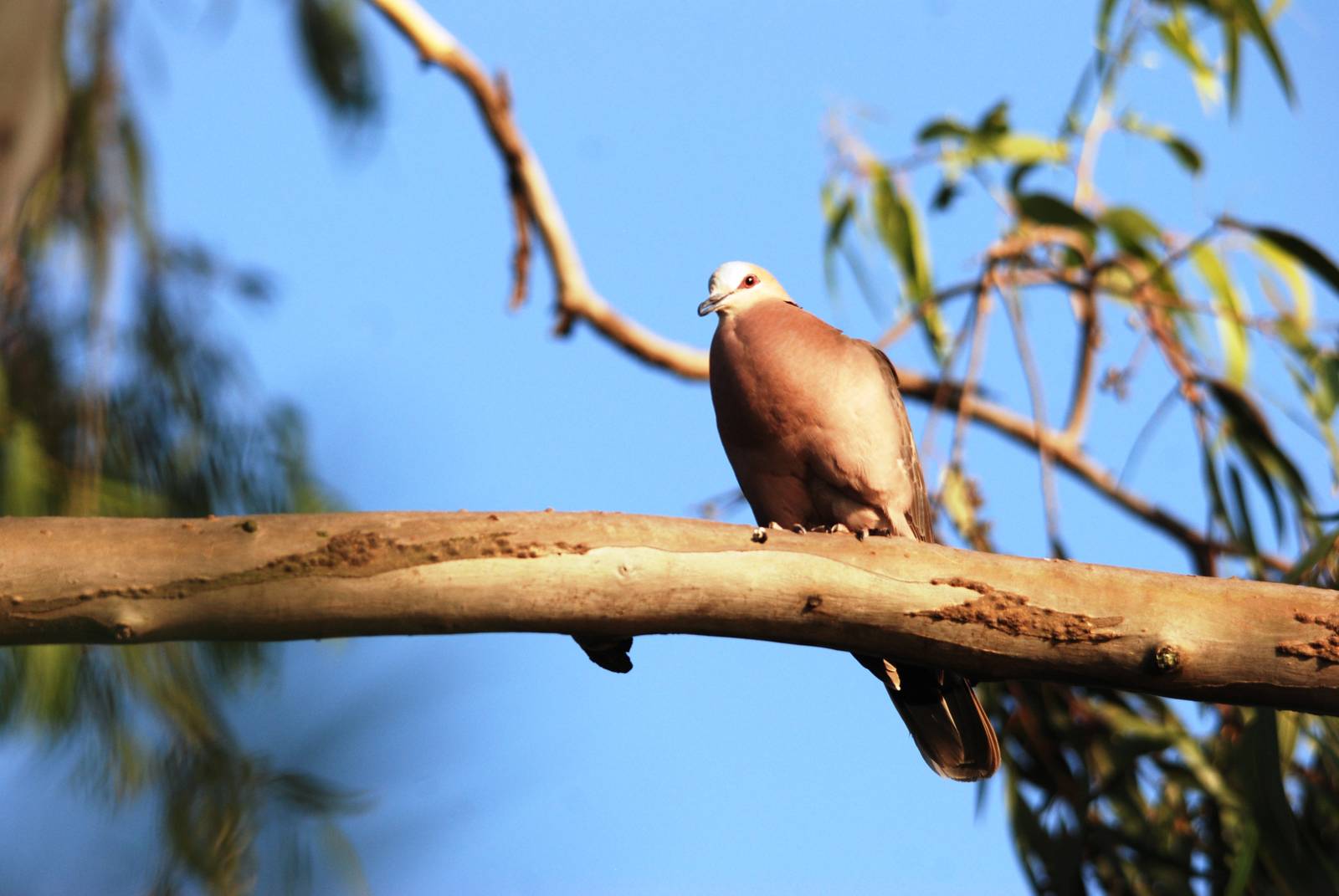 Red-eyed Dove at Hawassa, 16/10/14