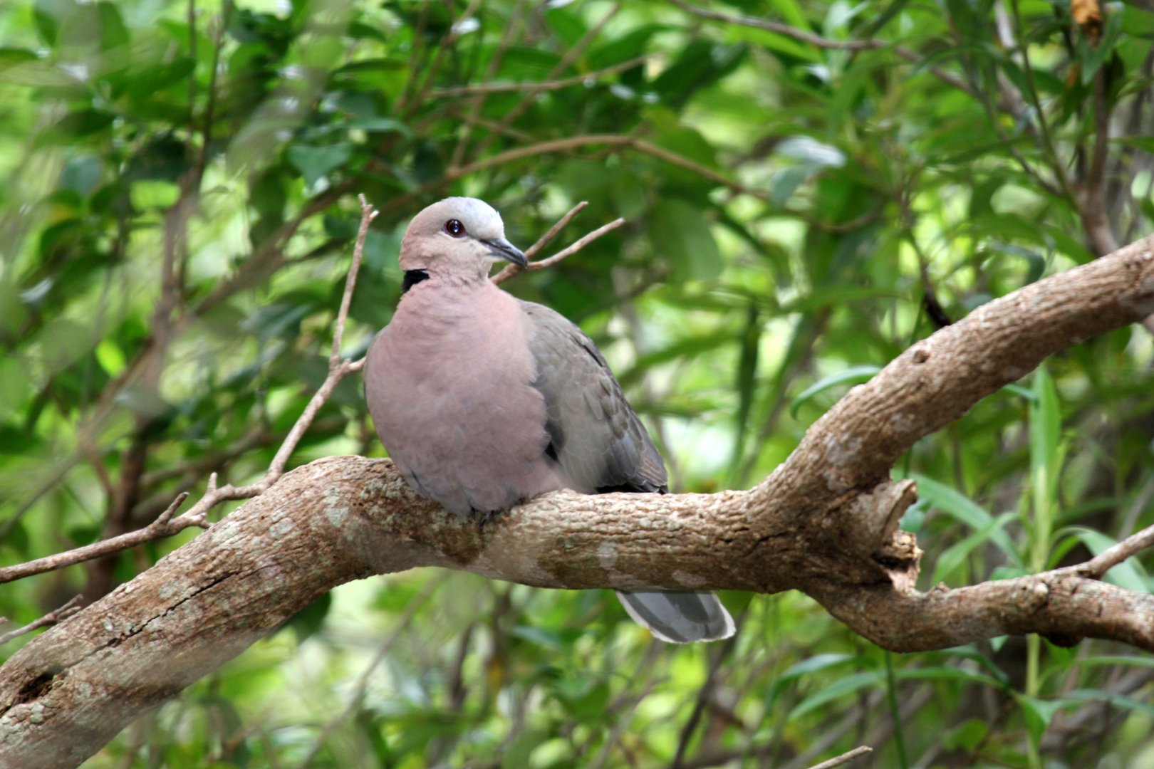Red-eyed Dove (Streptopelia semitorquata)