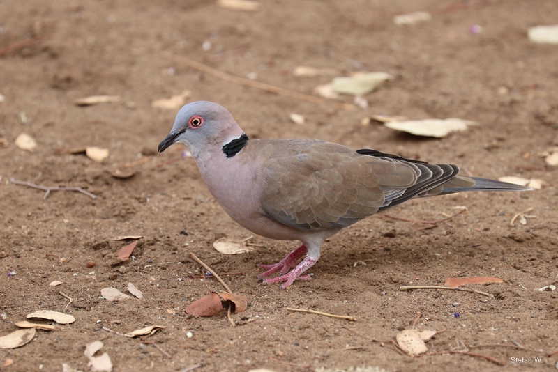 red-eyed dove (Streptopelia semitorquata)