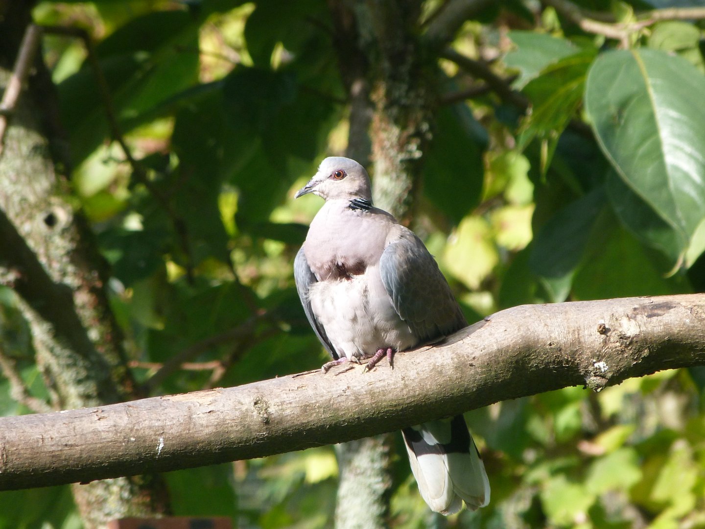 Red-eyed dove -Zoo de Santillana del Mar (2024)