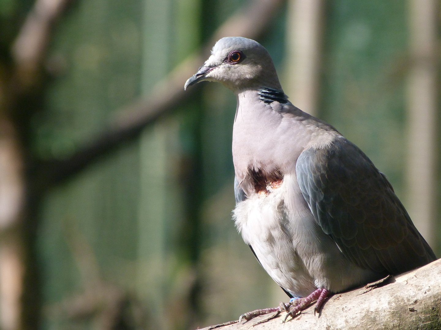 Red-eyed dove -Zoo de Santillana del Mar (2024)