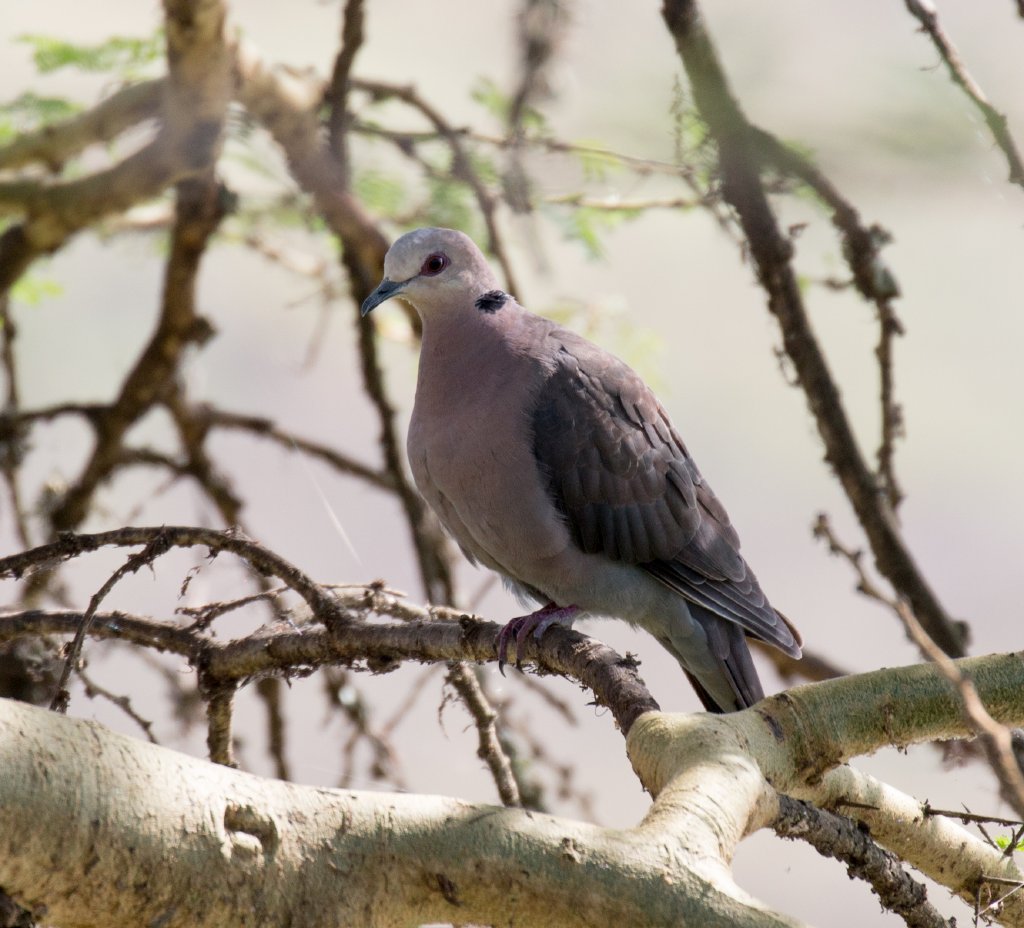 Red-eyed Dove
