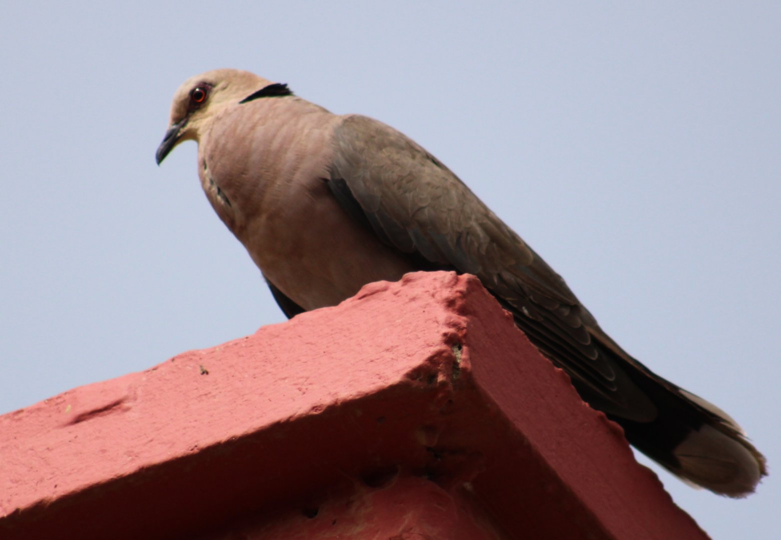 Red-eyed dove