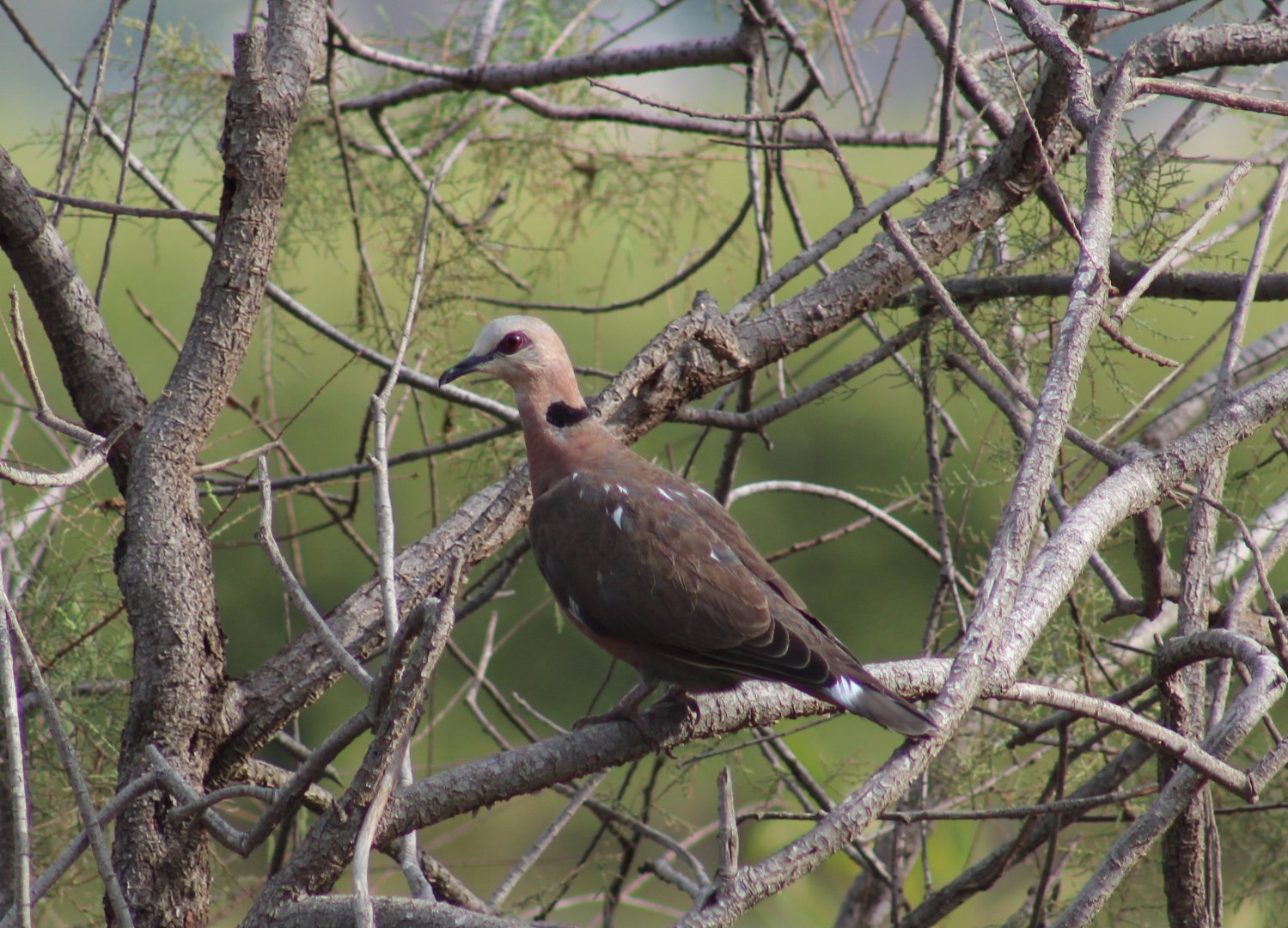 Red-eyed dove