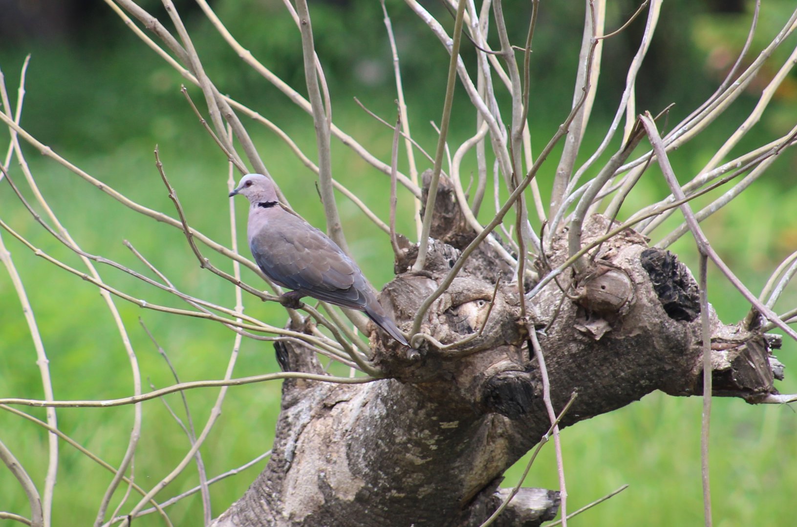 Red-eyed dove