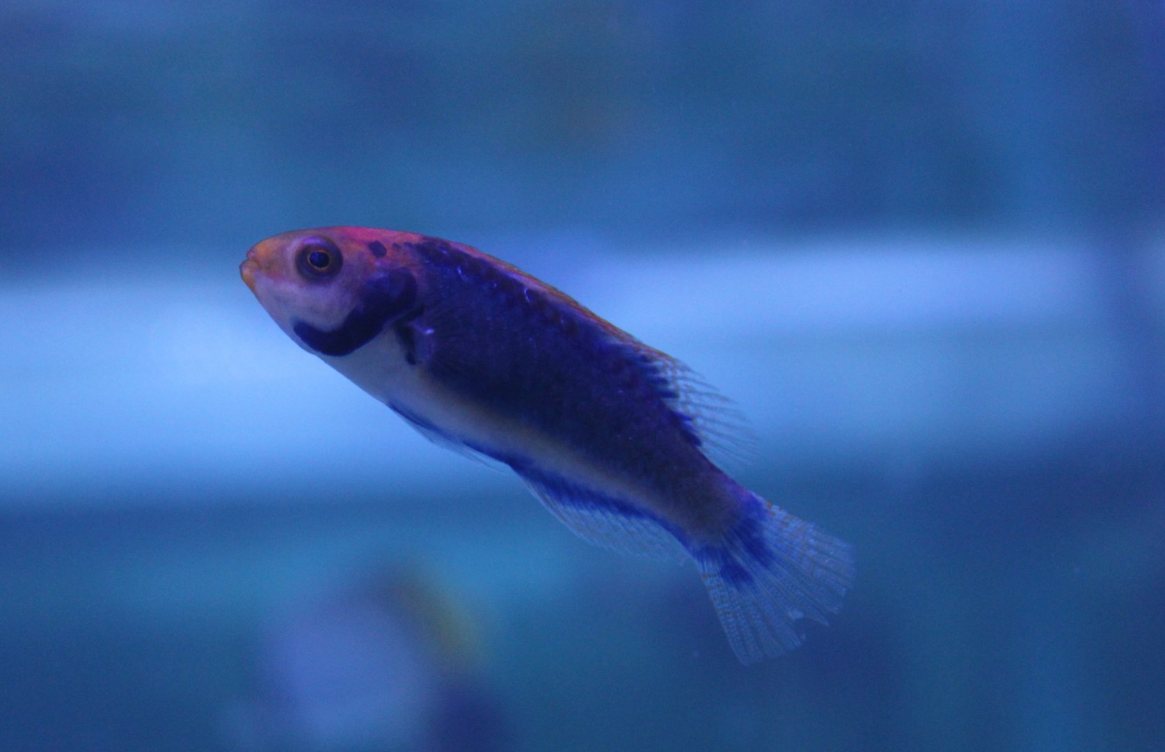 Red-eyed fairy wrasse - Cirrhilabrus solorensis