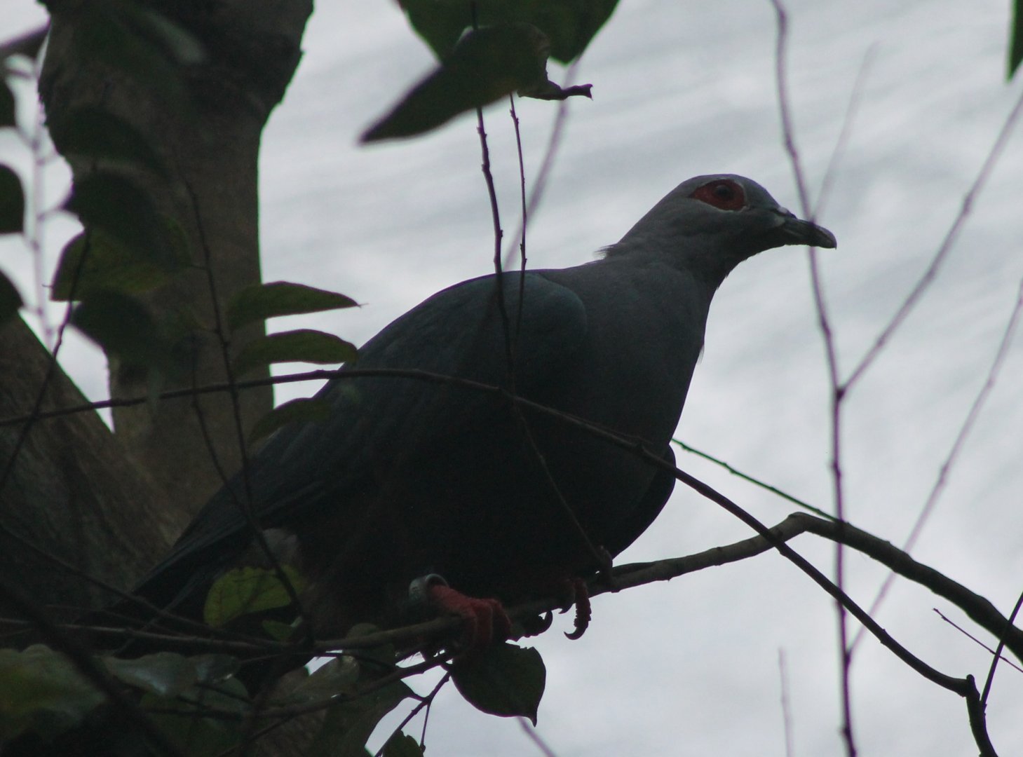 Red-eyed imperial-pigeon