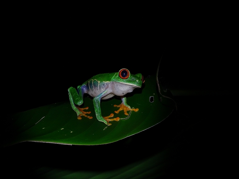 Red-eyed leaf frog