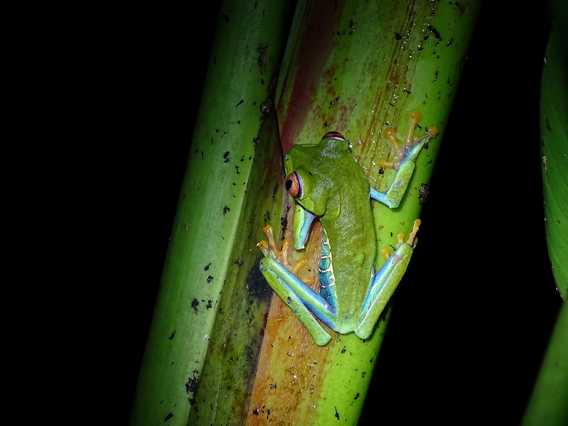 Red-eyed leaf frog
