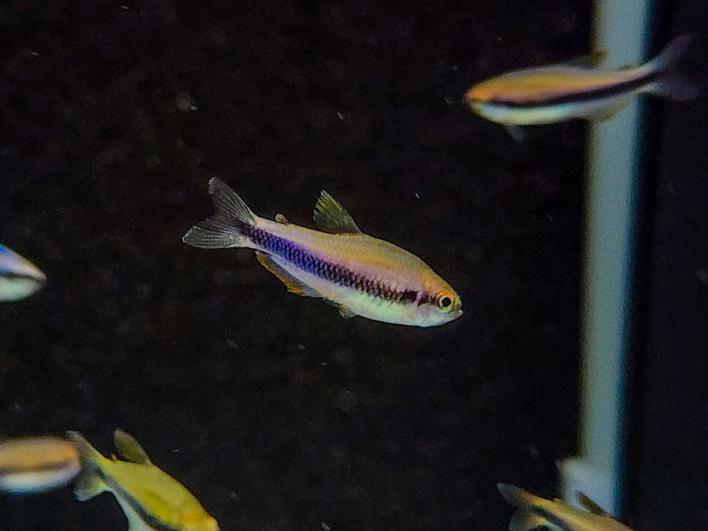 Red-eyed Royal Tetra (Inpaichthys sp. Red Eye)
