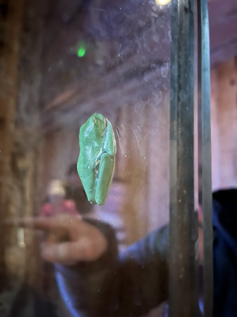 Red-eyed tree frog 14.10.23