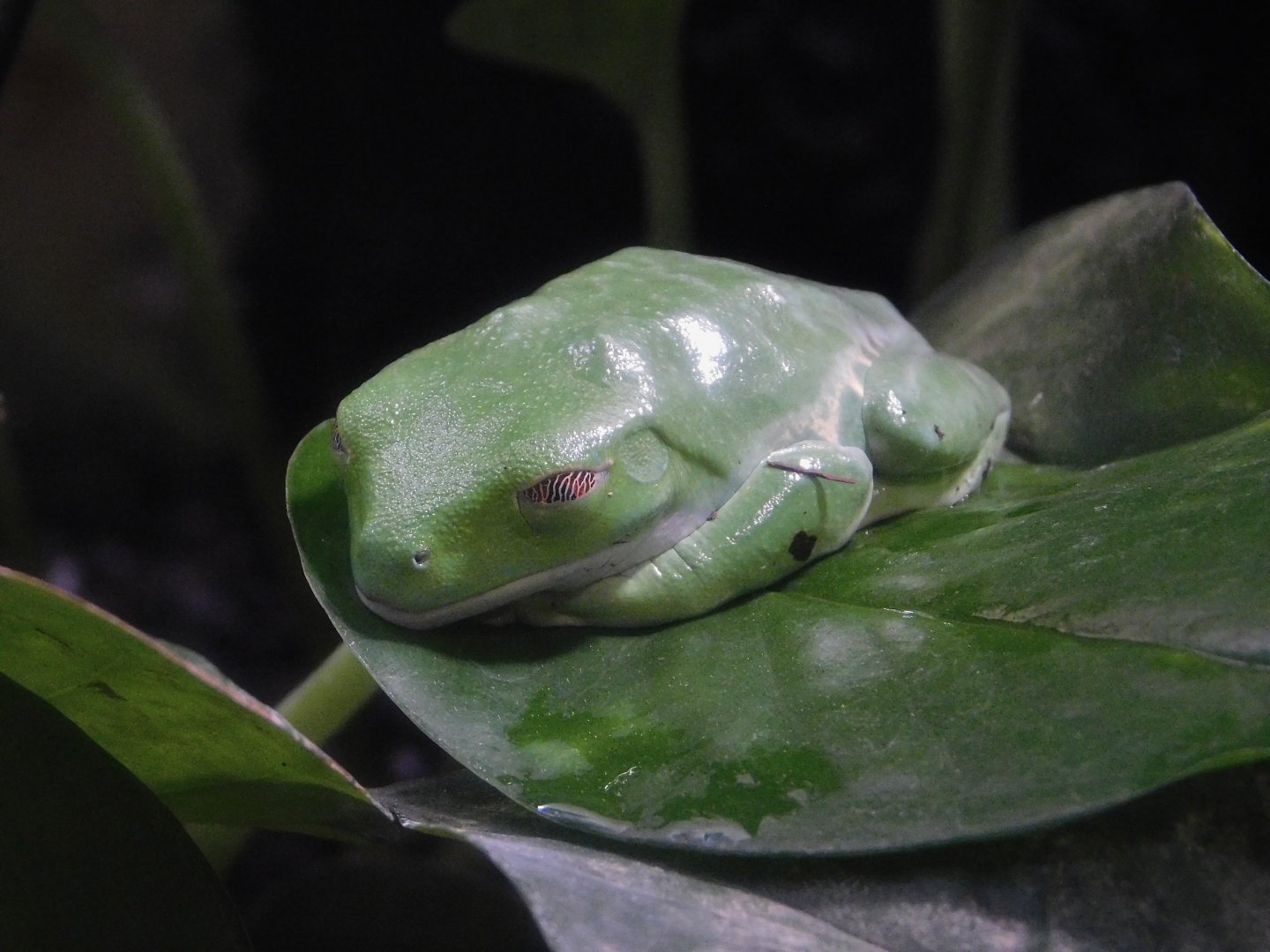 Red-Eyed Tree Frog (Agalychnis callidryas) Kawasui Kawasaki Aquarium August 15, 2025