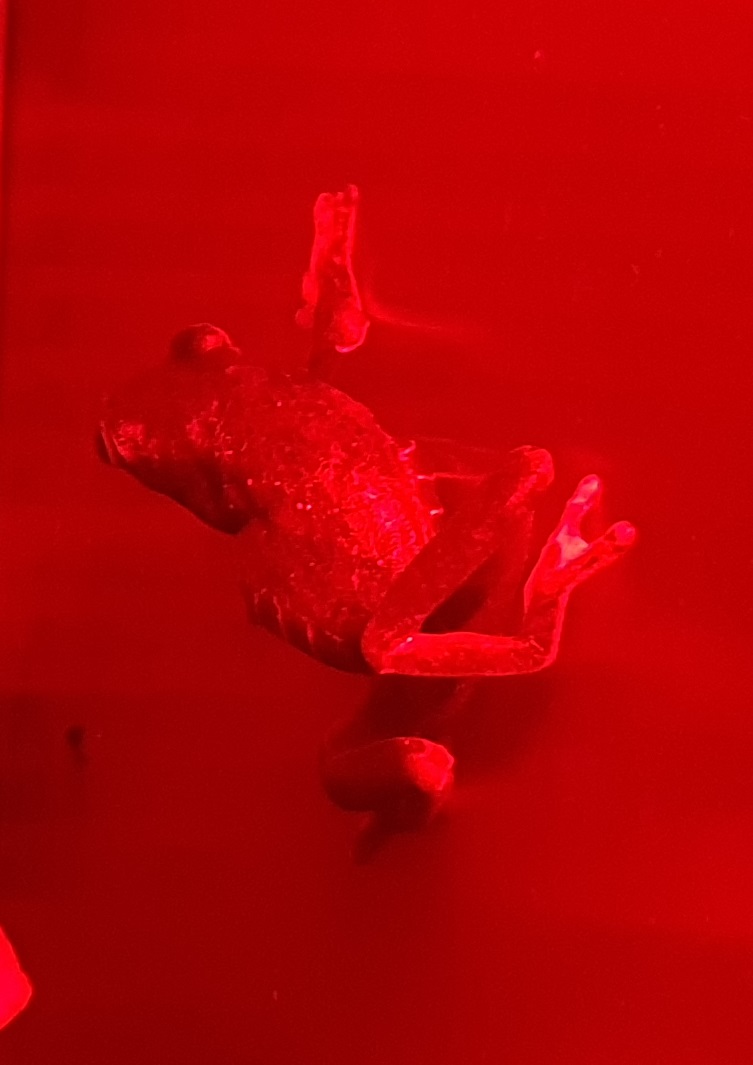 Red-eyed tree-frog - Agalychnis callidryas