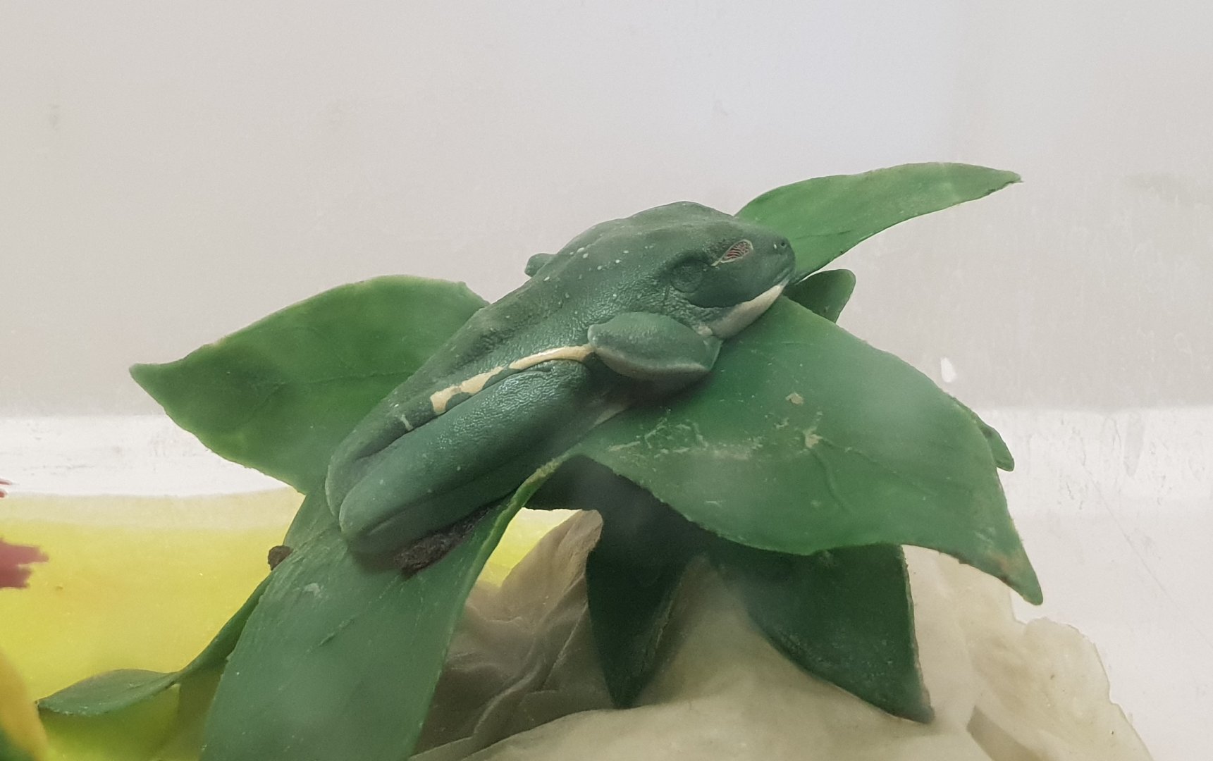 Red-eyed tree-frog - Agalychnis callidryas