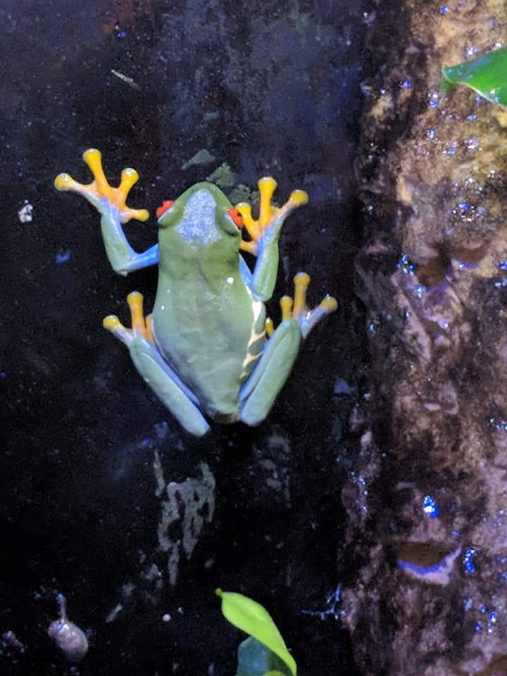 Red eyed tree frog (Agalychnis callidryas)