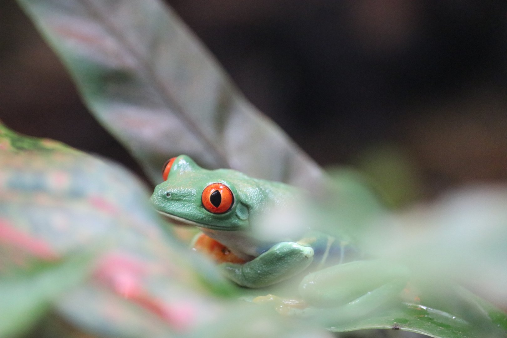 Red eyed tree frog (Agalychnis callidryas)