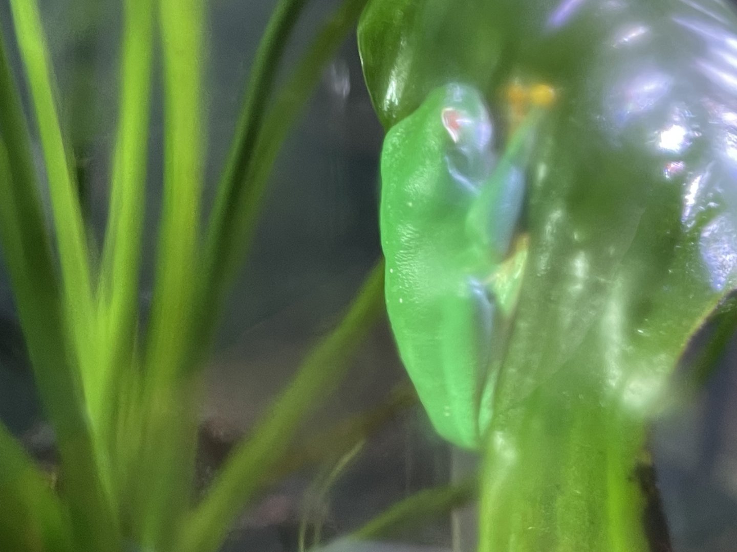 red-eyed tree frog (agalychnis callidryas)