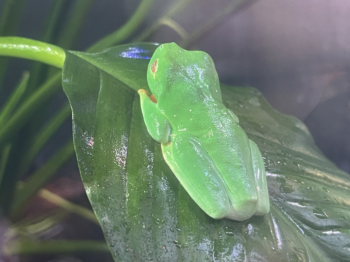 red-eyed tree frog (agalychnis callidryas)