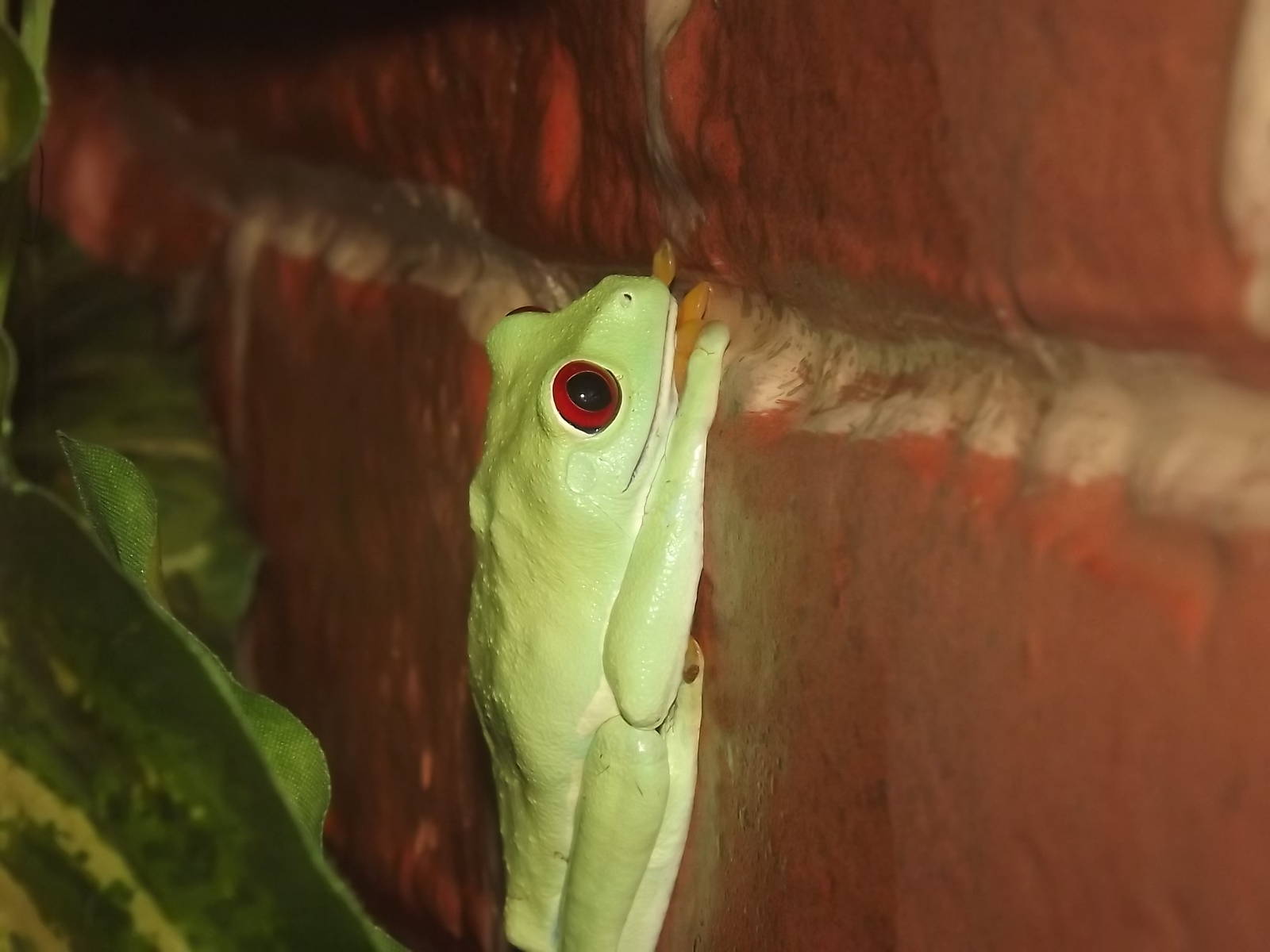 Red-Eyed Tree Frog at Blackpool Zoo 03/08/12