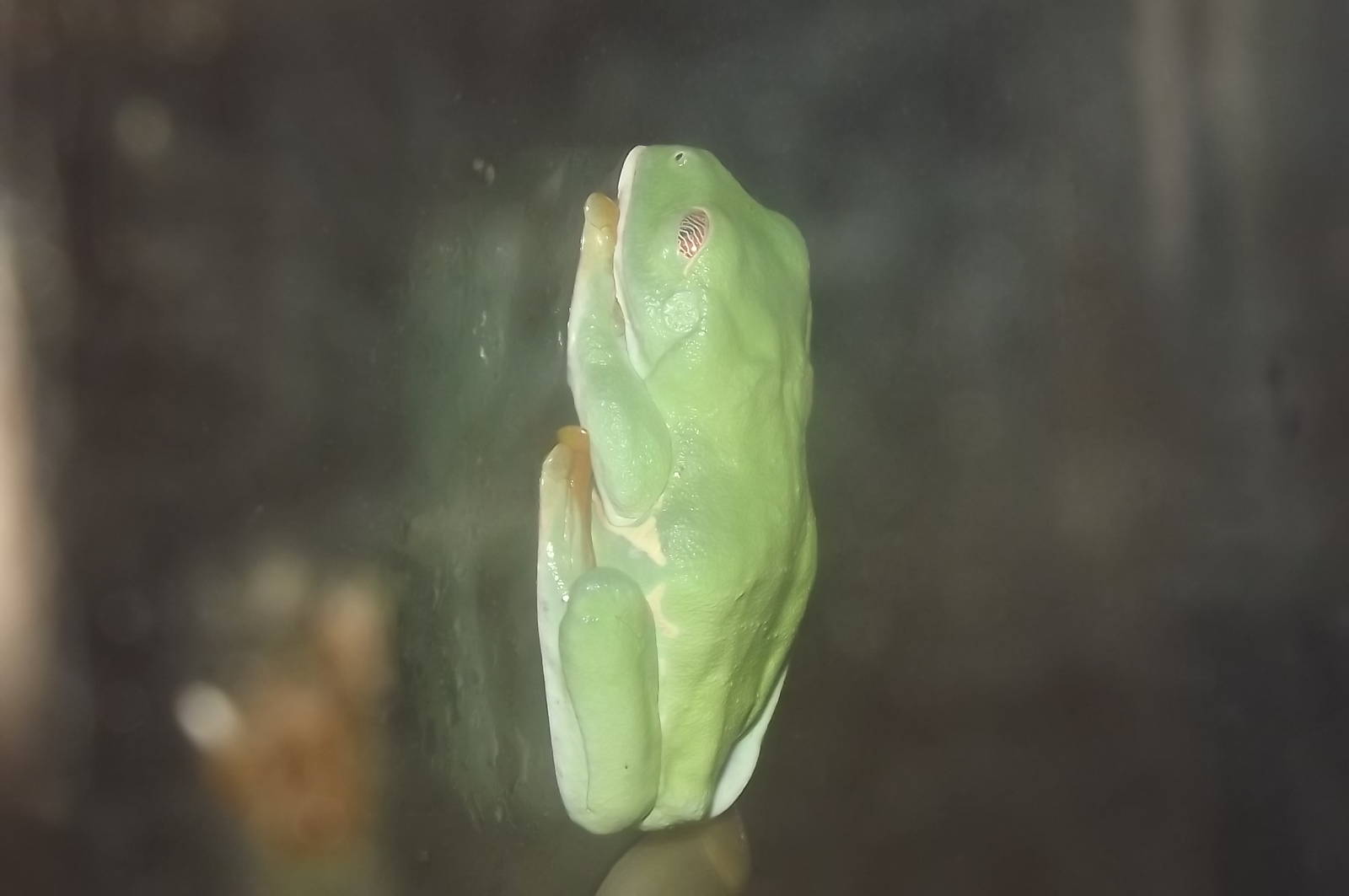 Red Eyed Tree Frog at Blackpool Zoo 17/06/12
